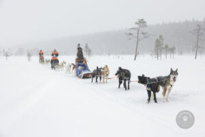 Finlande Laponie Muonio Harriniva Adventure Resort balade traîneau chiens neige forêts arbres enneigés gens voyages o-nord