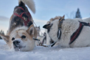 Norvège Oksfjordhjem Laponiechiens huskies voyages o-nord