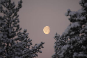 Norvège Laponie Oksfjordhjem lune arbres enneigés voyages o-nord