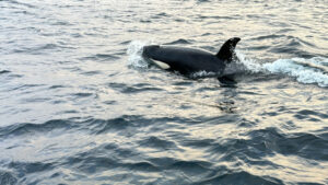 Norvège Oksfjordhjem Laponie safari baleines observation voyages o-nord