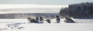 Suède Laponie Kiruna safari chiens montagnes traîneau voyages o-nord