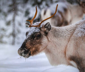 Suède Laponie Skellefteå Hotel Wood rennes neige hiver voyages o-nord