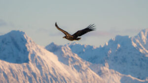 Norvège Vesterålen LitloyFyr phare séjour safari nature montagnes voyages sur-mesure o-nord