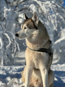Finlande Laponie Syöte activité safari chiens collines arbres paysage hivernal lever soleil voyages o-nord