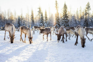Finlande Laponie Pikku-Syöte paysage hivernale visite ferme rennes neige voyages o-nord