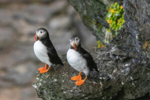 Norvège Spitzberg MS Serenissima croisière arctique macareux voyages o-nord