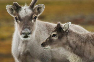 Norvège Spitzberg MS Serenissima croisière arctique rennes voyages o-nord