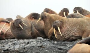 Norvège Spitzberg MS Serenissima croisière arctique morses voyages o-nord
