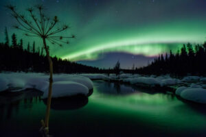 Canada Yukon Whitehorse McIntyre Creek Aurores boréales Voyages O-Nord