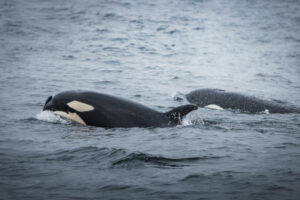 Alaska Grands ESpaces animal marin orque mer eau voyages o-nord