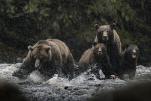 Alaska Grands Espaces nature animal ours voyages o-nord