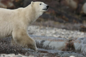 Canada Churchill Grands Espaces ours blancs polaires animal nature voyages o-nord