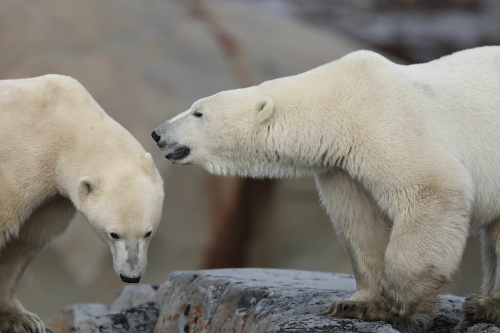 Canada Churchill Grands Espaces animal ours blancs polaires voyages o-nord