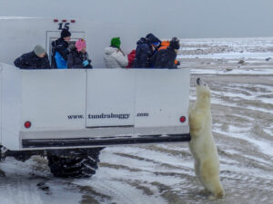 Canada Churchill Grands Espaces buggy véhicule neige ours blanc safari voyages o-nord