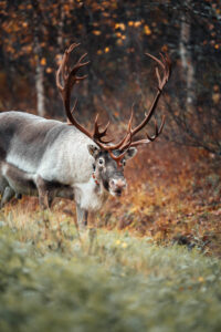 Suède Overkalix Jockfall animal renne nature automne voyages o-nord