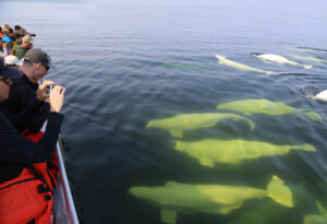 Canada Manitoba Churchill aventure arctique ours aurores boréales bateau observation beluga eau nature faune sauvage été séjour voyage o-nord