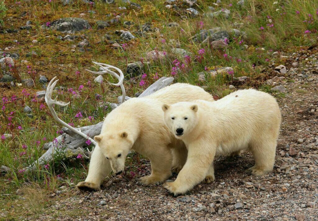 Canada Manitoba Churchill aventure arctique ours aurores boréales sauvage faune flore été séjour voyage o-nord