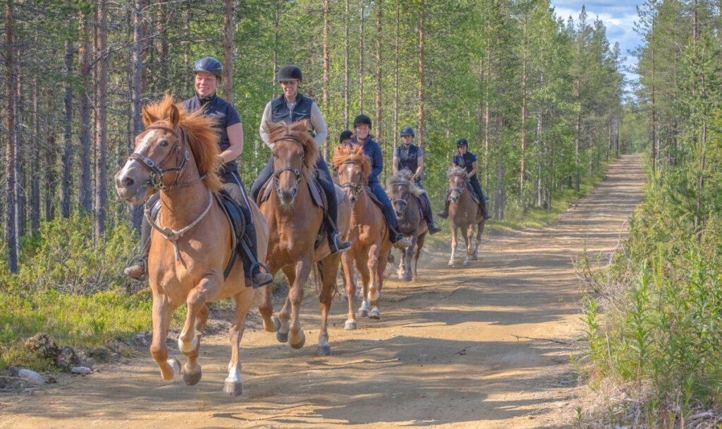 Finlande Laponie Levi séjour aventure équestre nature cheval été galop balade randonnée foret voyages o-nord