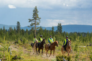 Finlande Laponie Levi séjour aventure équestre nature cheval été paysage collines balade randonnée foret voyages o-nord