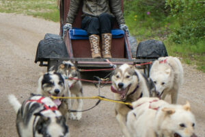 Canada Manitoba Churchill séjour aventure estivale ultime ours béluga traineau chiens husky vitesse été voyage o-nord