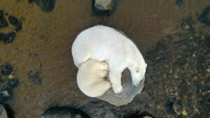 Canada Manitoba Churchill séjour aventure estivale ultime ours béluga famille rocher eau sieste repos protection faune sauvage nature voyage o-nord