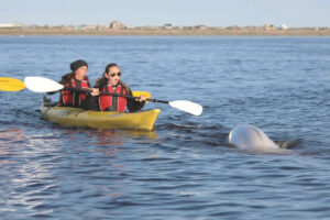 Canada Manitoba Churchill séjour aventure estivale ultime ours béluga kayak eau observation découverte excursion faune sauvage nature voyage o-nord