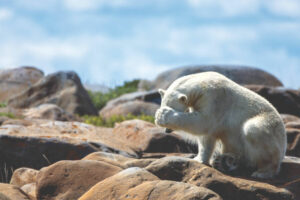 Canada Manitoba Churchill séjour aventure estivale ultime ours béluga caché roches été nature faune sauvage voyage o-nord