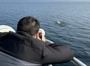 Canada Manitoba Churchill séjour aventure estivale ultime ours béluga photographie observation eau nage faune sauvage nature voyage o-nord