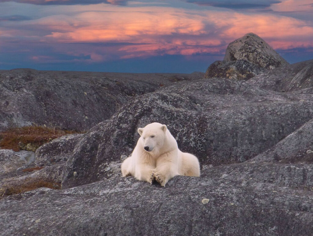 Canada Manitoba Churchill séjour aventure estivale ultime ours béluga pose roches soleil été faune sauvage nature voyage o-nord