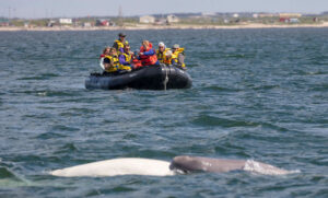 Canada Manitoba Churchill séjour aventure estivale ultime ours béluga zodiac eau observation groupe nature faune sauvage voyage o-nord
