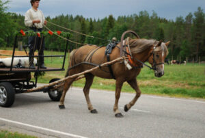 Finlande Laponie Ranua Resort aventure été soleil minuit cheval activité tradition nature voyage o-nord