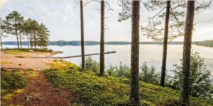 Finlande Laponie Ranua Resort aventure été soleil minuit flore arbre foret nature voyage o-nord