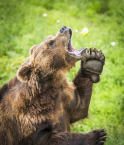 Finlande Laponie Ranua Resort aventure été soleil minuit ours cri faune nature voyage o-nord