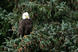 Canada Yukon séjour aventure familiale canoë rivière Nisutlin aigle observation foret faune voyage o-nord