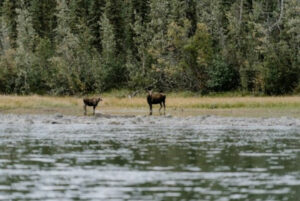 Canada Yukon séjour aventure familiale canoë rivière Nisutlin élan observation foret faune voyage o-nord