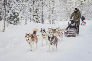 Finlande Laponie Levi séjour aventure nature chiens traîneaux husky neige foret voyages o-nord