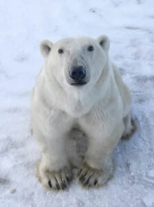 Canada Manitoba Churchill séjour aventure ultime ours polaires lazy bear assis faune sauvage neige automne voyage o-nord