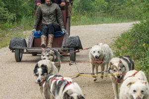 Canada Manitoba Churchill séjour aventure ultime scientifique aurores boréales traineau chines vitesse voyage o-nord