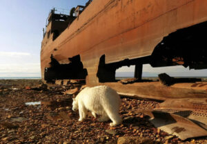 Canada Manitoba Churchill séjour aventure ultime scientifique aurores boréales ours épave visite randonnée voyage o-nord