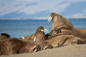 Svalbard Spitzberg séjour aventure monde faune sauvage morse eau observation été découverte paysage isfjord voyage o-nord