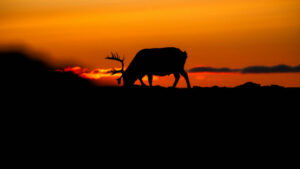 Svalbard Spitzberg séjour aventure monde faune sauvage renne soleil observation été découverte paysage isfjord voyage o-nord