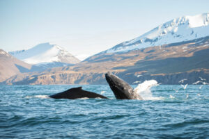 Islande Reykjavik séjour autotour cercle eau baleines faune sauvage observation bateau montagnes nature unique voyage o-nord