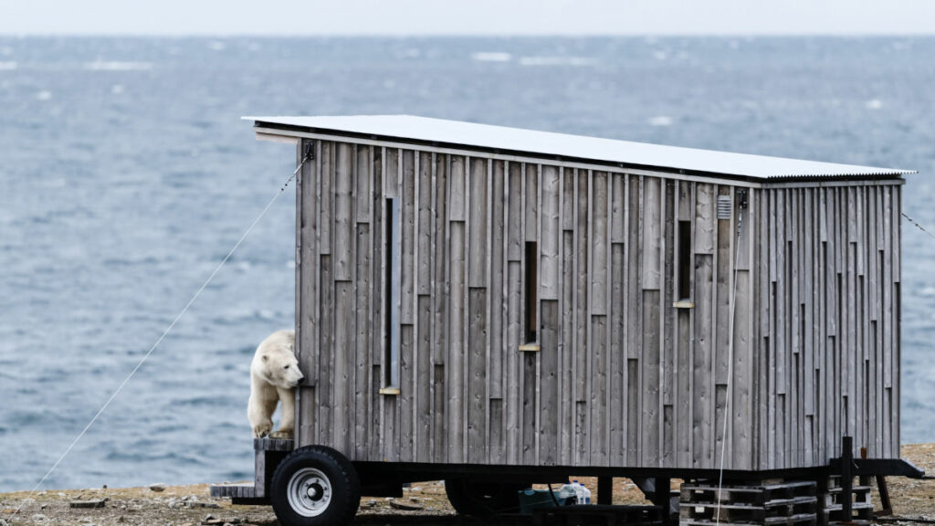 Svalbard Spitzberg Séjour Circuit inexploré cabane ours polaire mer observation faune sauvage voyage o-nord