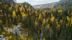 Finlande Ranua Resort Villa vacances découverte sauvage foret arbre nature soleil voyage o-nord