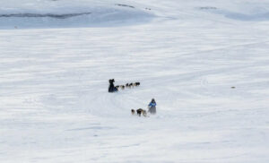 Norvège Spitzberg Longearbyen Svalbard séjour expédition chiens traîneaux neige groupe hiver voyages o-nord