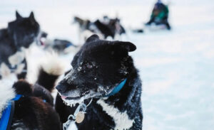 Norvège Spitzberg Longearbyen Svalbard séjour expédition chiens groupe hiver voyages o-nord
