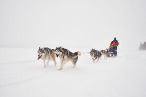 Suède Laponie séjour paysage soleil foret chiens traineaux neige activité husky voyages O-Nord