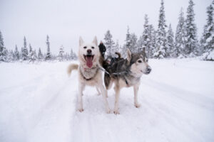 Suède Laponie séjour paysage soleil foret chiens traineaux neige husky voyages O-Nord