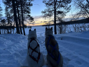 Suède Laponie Kiruna séjour chiens traîneaux husky motoneige safari neige foret hiver voyages o-nord