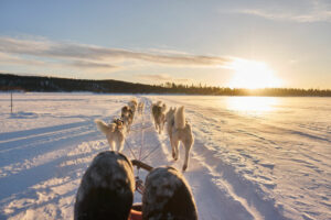 Suède Laponie séjour paysage soleil foret chiens traineaux neige husky voyages O-Nord